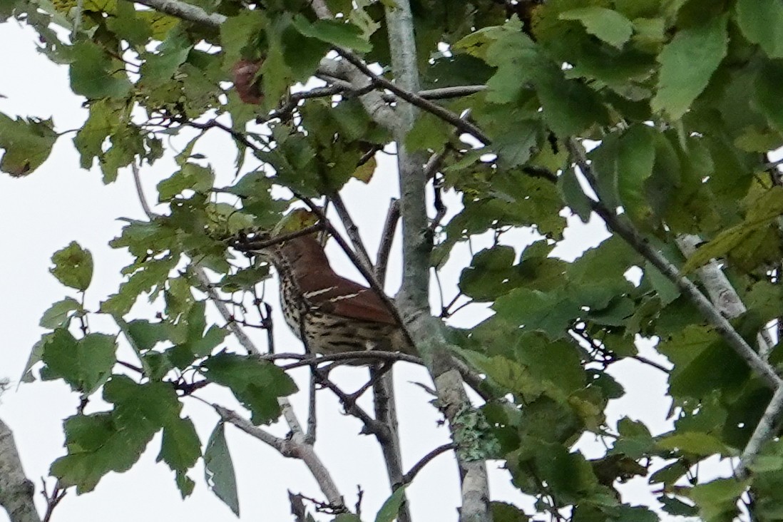 Brown Thrasher - ML624254271