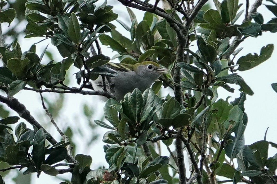 Chestnut-sided Warbler - ML624254287