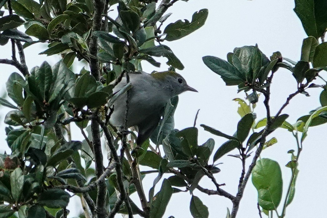 Chestnut-sided Warbler - ML624254288