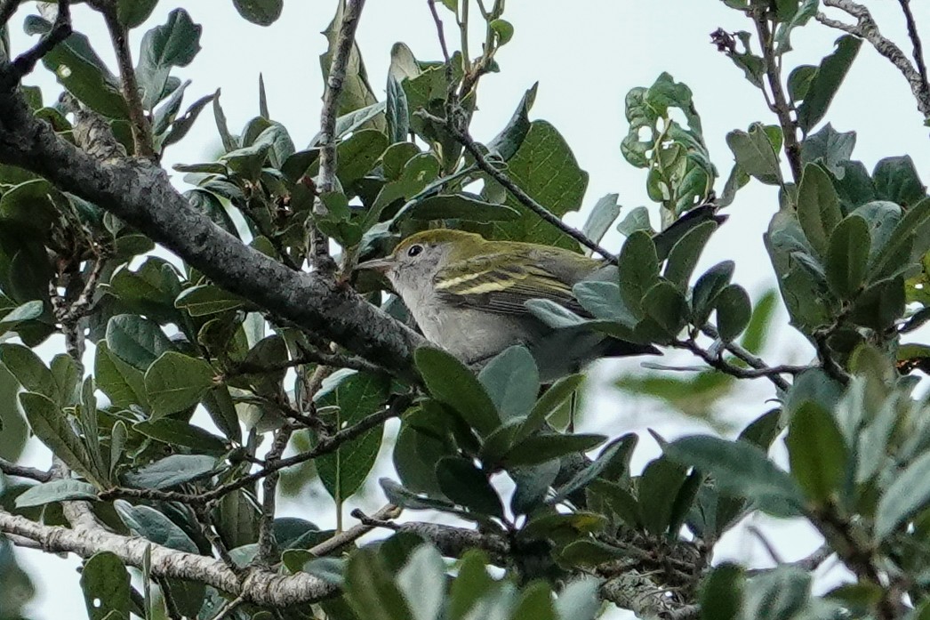 Chestnut-sided Warbler - ML624254289