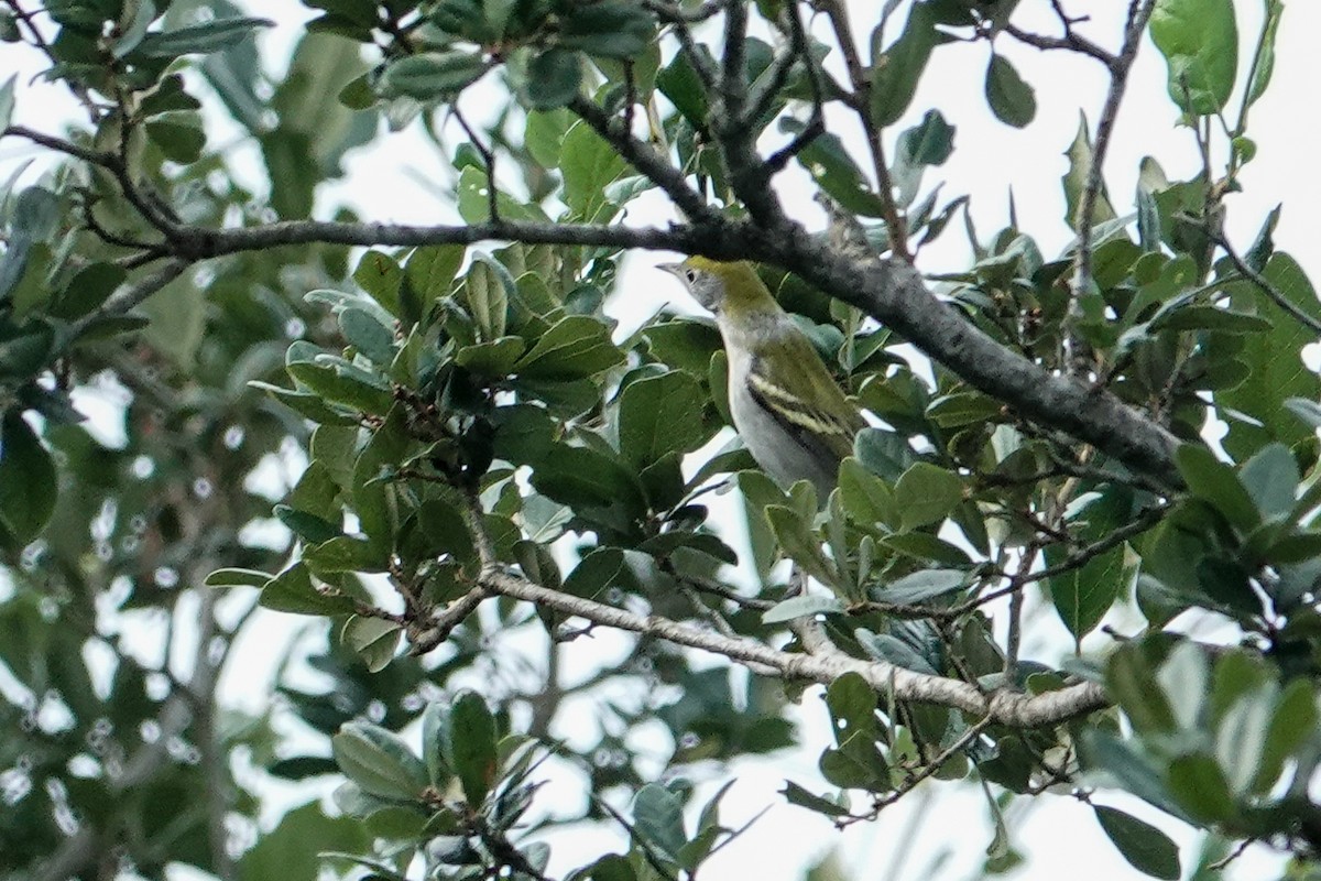 Chestnut-sided Warbler - Kathy Doddridge