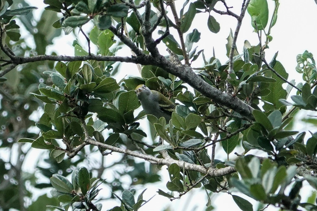 Chestnut-sided Warbler - ML624254291