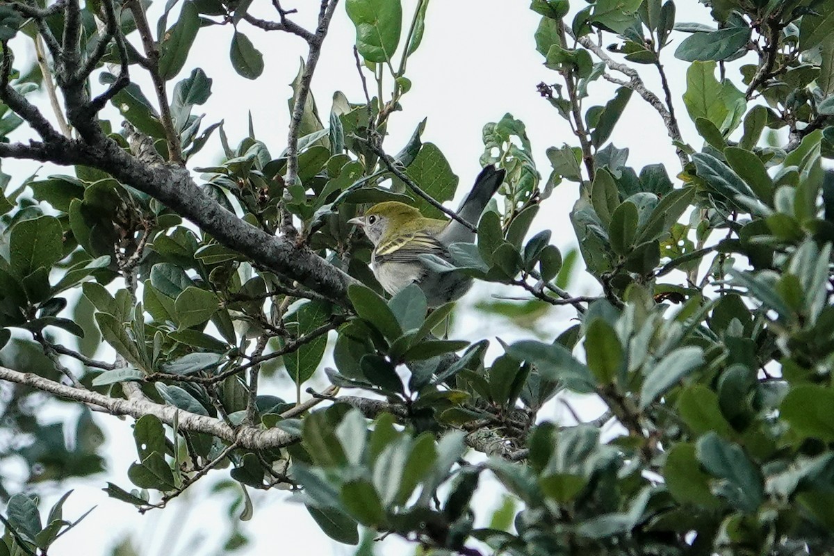 Chestnut-sided Warbler - ML624254292