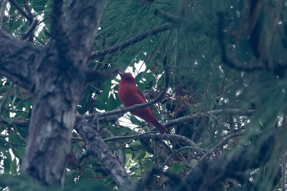 Summer Tanager - ML624254293