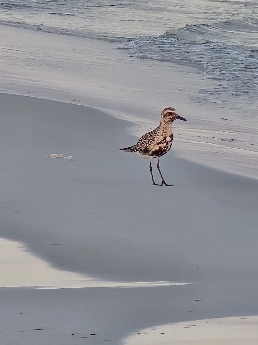 Black-bellied Plover - ML624254422