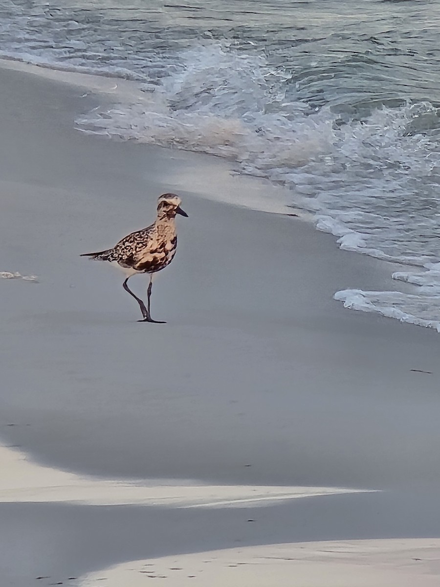 Black-bellied Plover - ML624254423