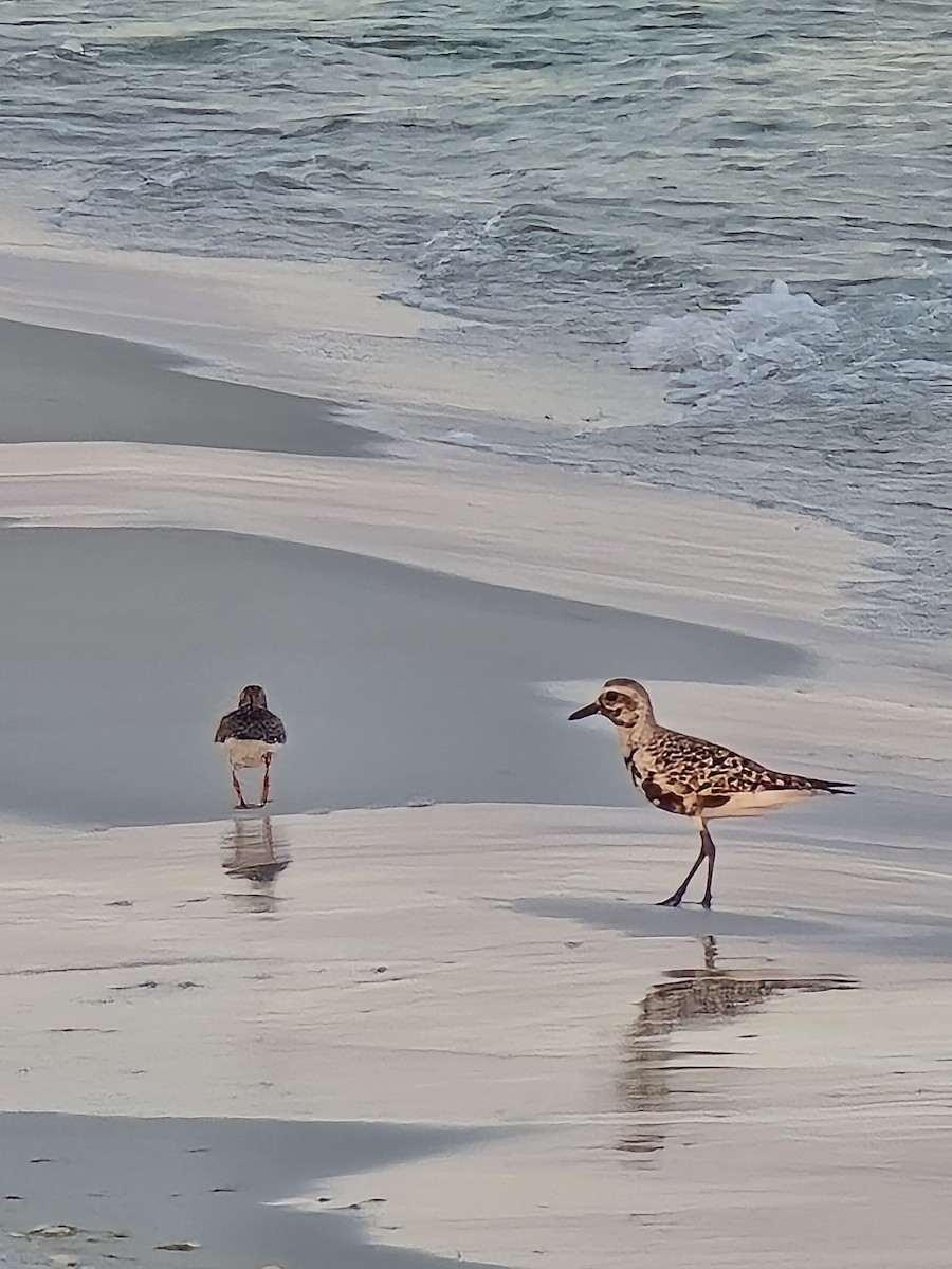 Black-bellied Plover - ML624254424