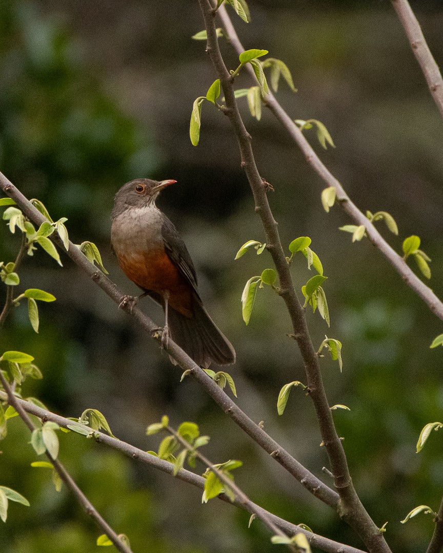 Rufous-bellied Thrush - Aderson Sartori