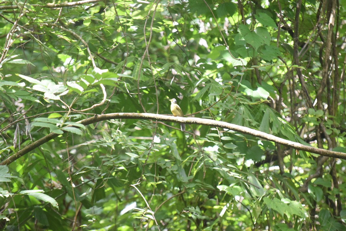 Bulbul Cabecigrís - ML624254544