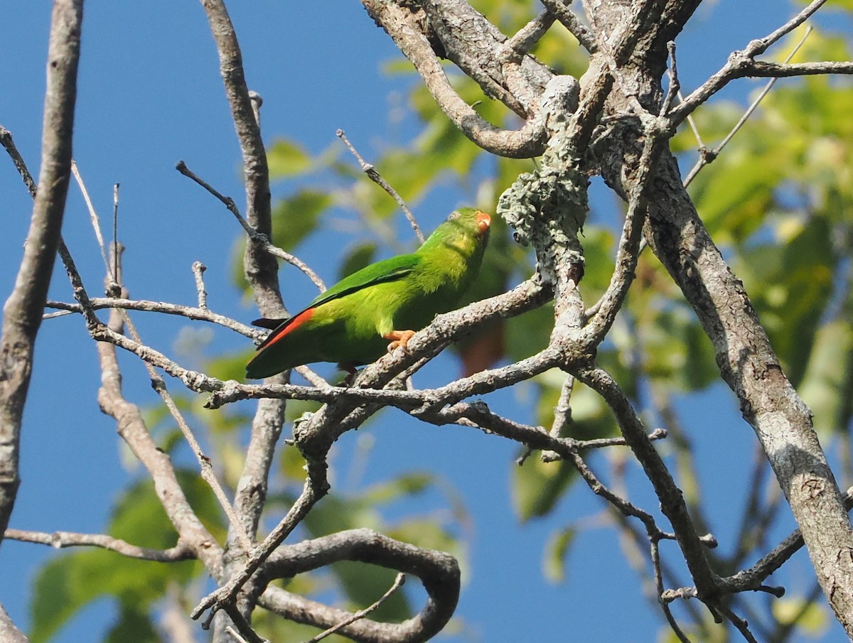 Yellow-throated Hanging-Parrot - ML624254551