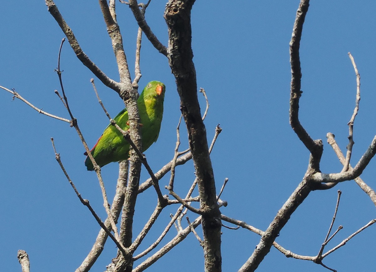 Yellow-throated Hanging-Parrot - ML624254559