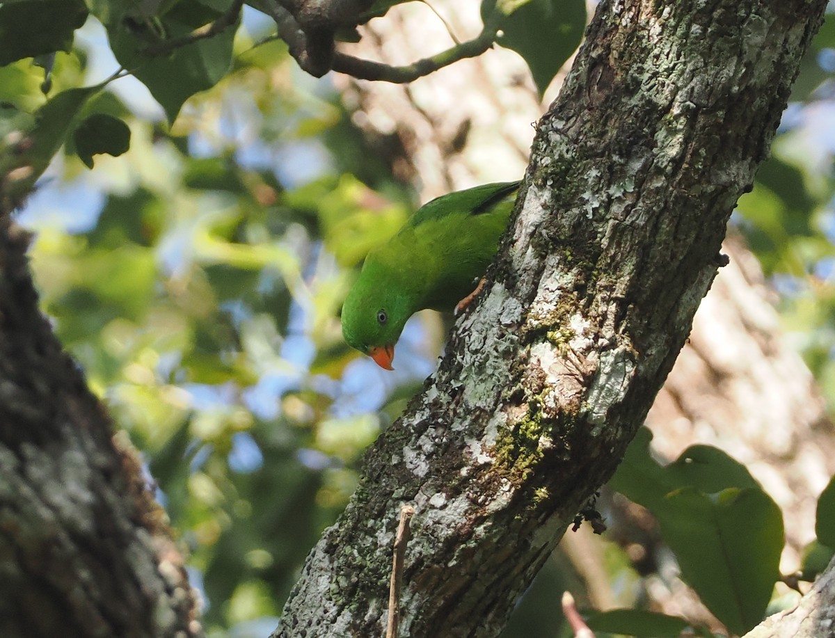 Yellow-throated Hanging-Parrot - ML624254589