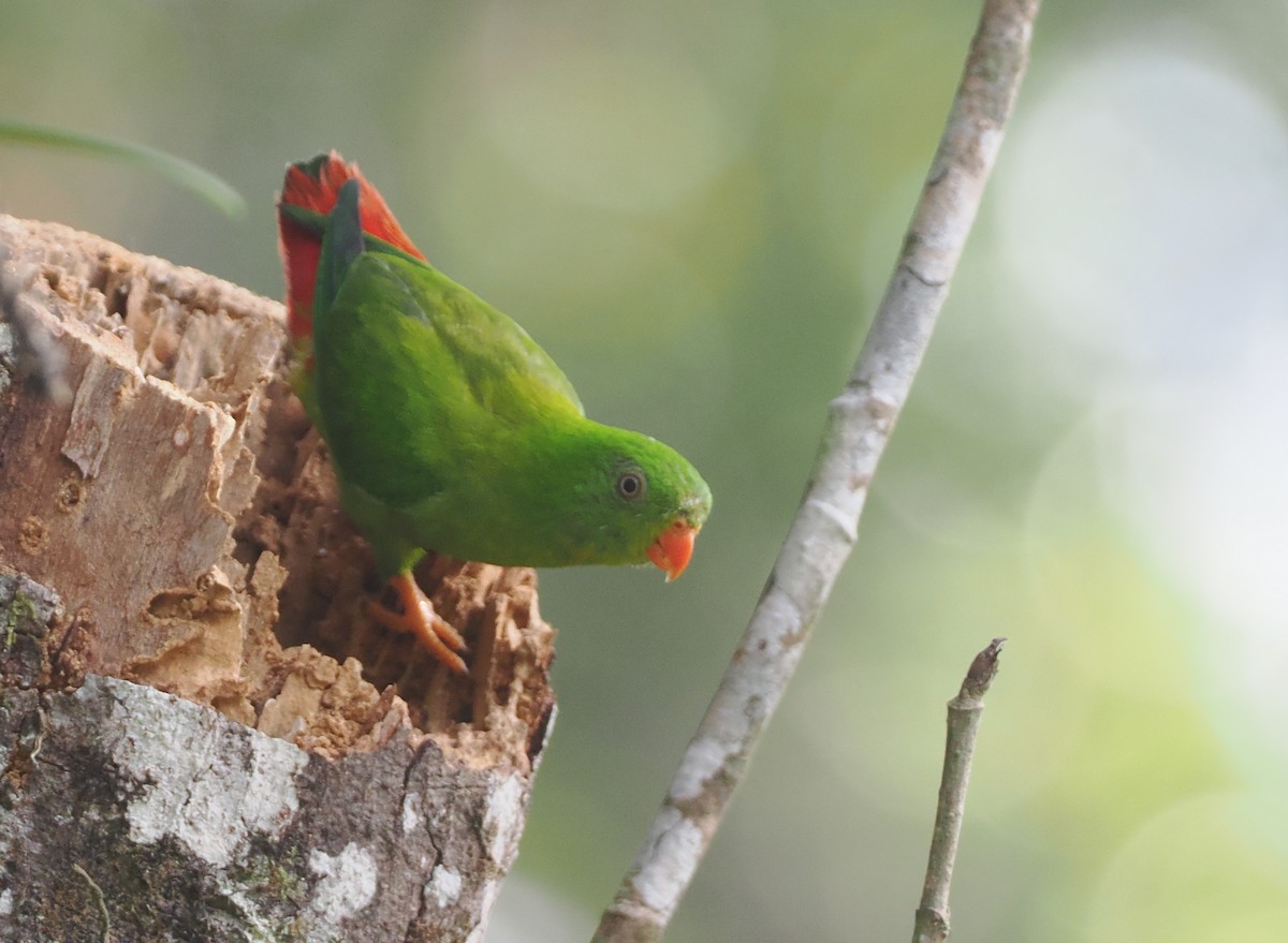 Yellow-throated Hanging-Parrot - Stephan Lorenz