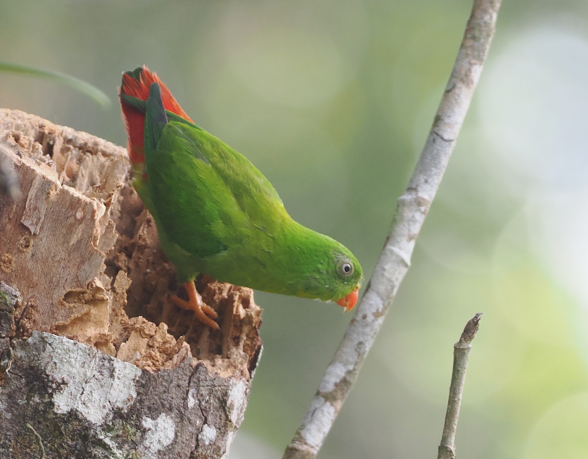 Yellow-throated Hanging-Parrot - Stephan Lorenz