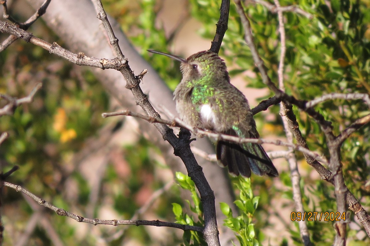 Broad-billed Hummingbird - ML624254633