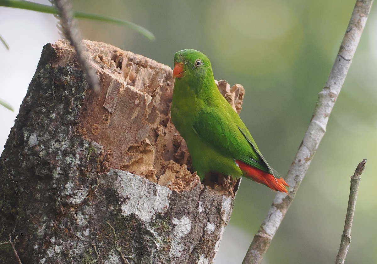 Yellow-throated Hanging-Parrot - ML624254635