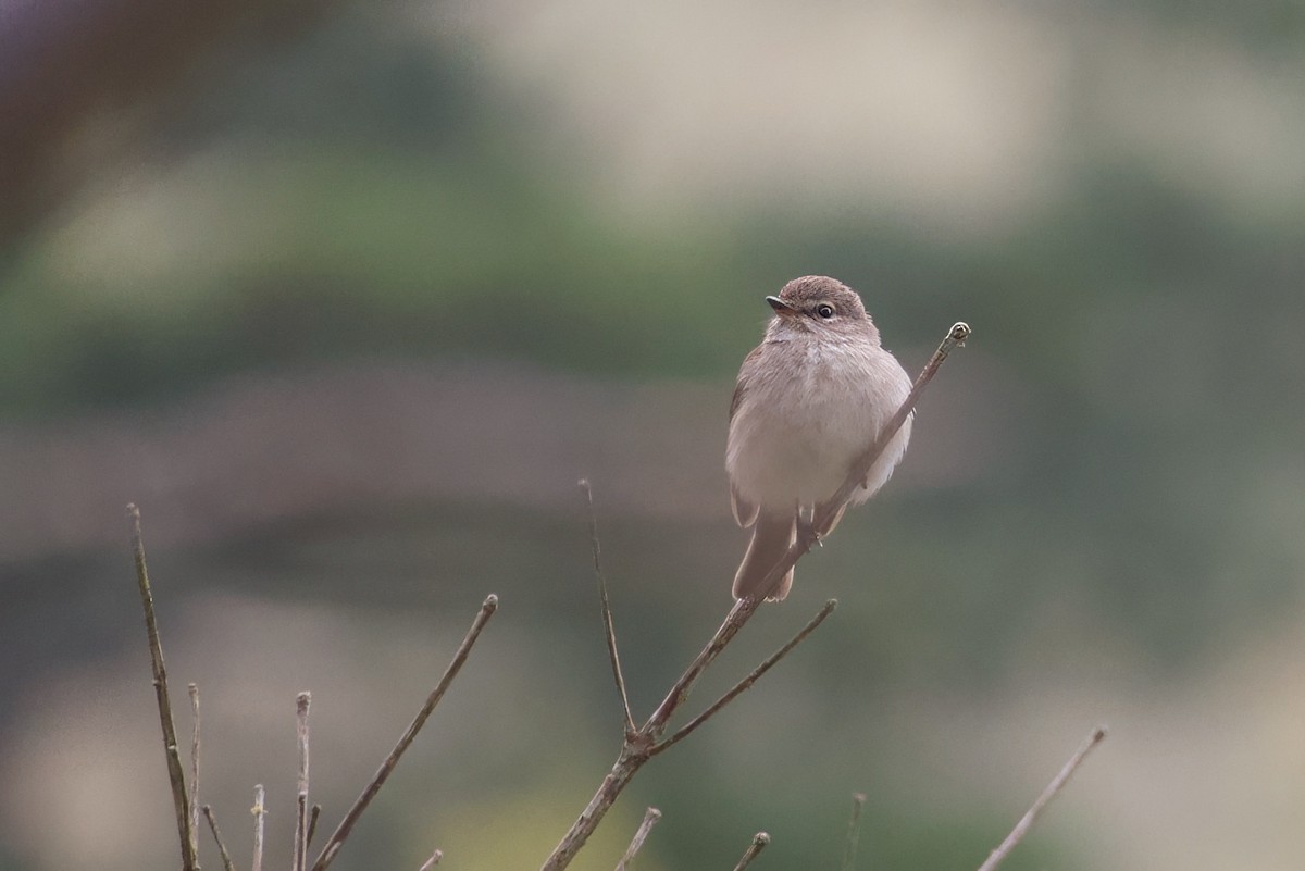 African Dusky Flycatcher - ML624254659