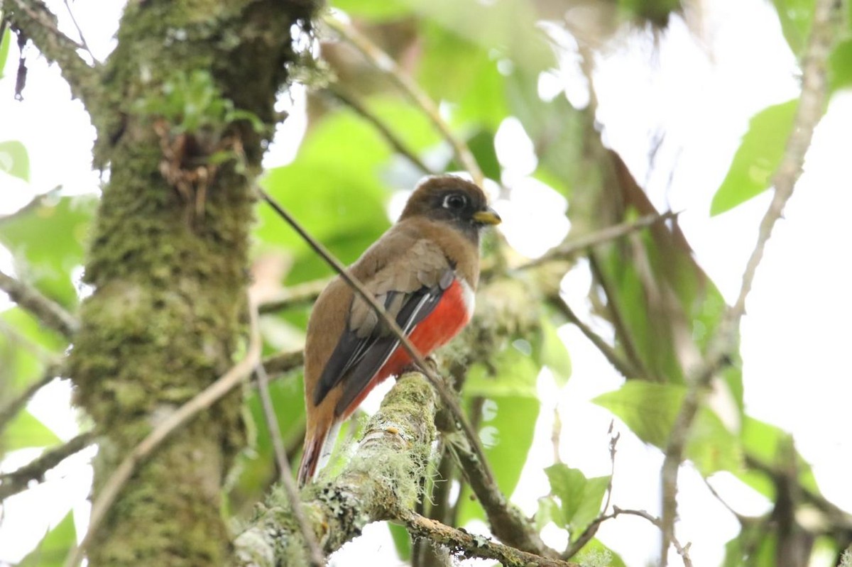 Collared Trogon - ML624254660