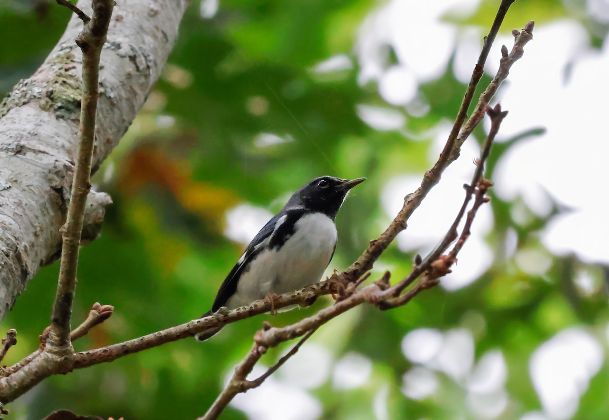 Black-throated Blue Warbler - Peter Crosson