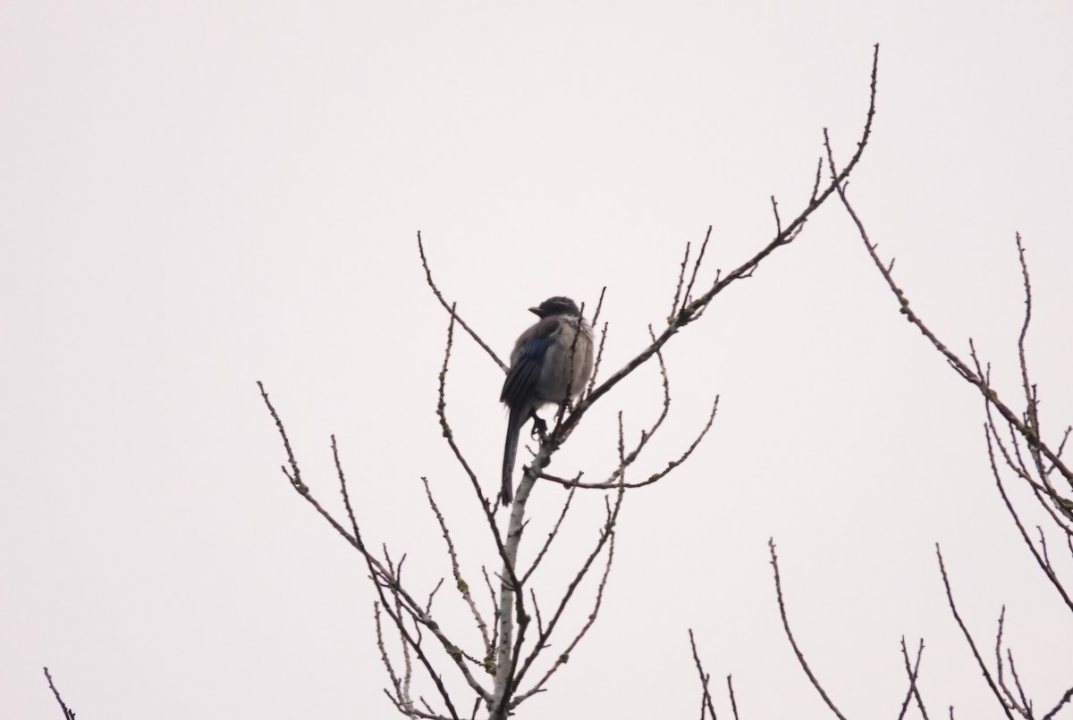 California Scrub-Jay - ML624254676