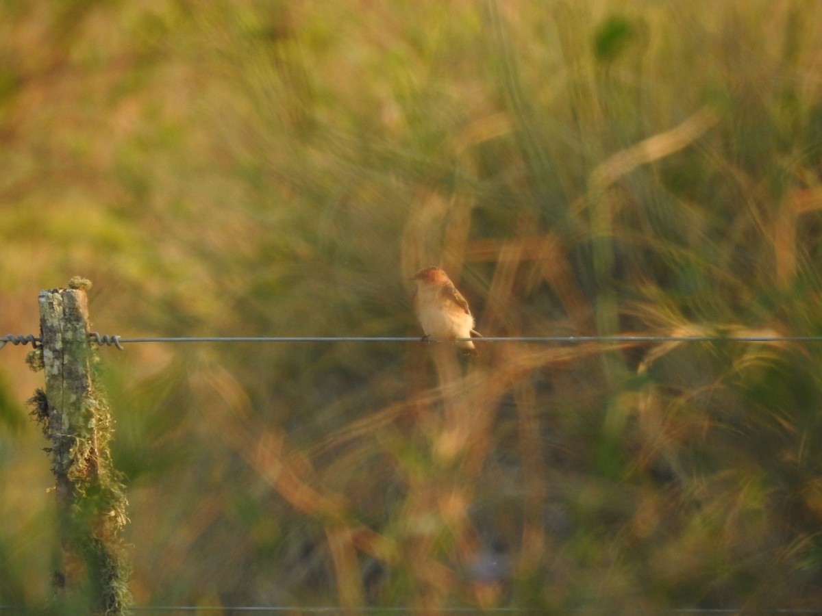 Tawny-headed Swallow - ML624254678