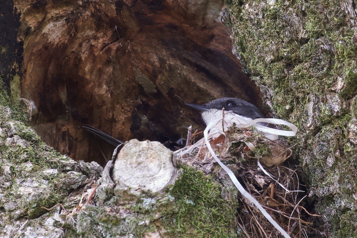 Fiscal Flycatcher - ML624254680