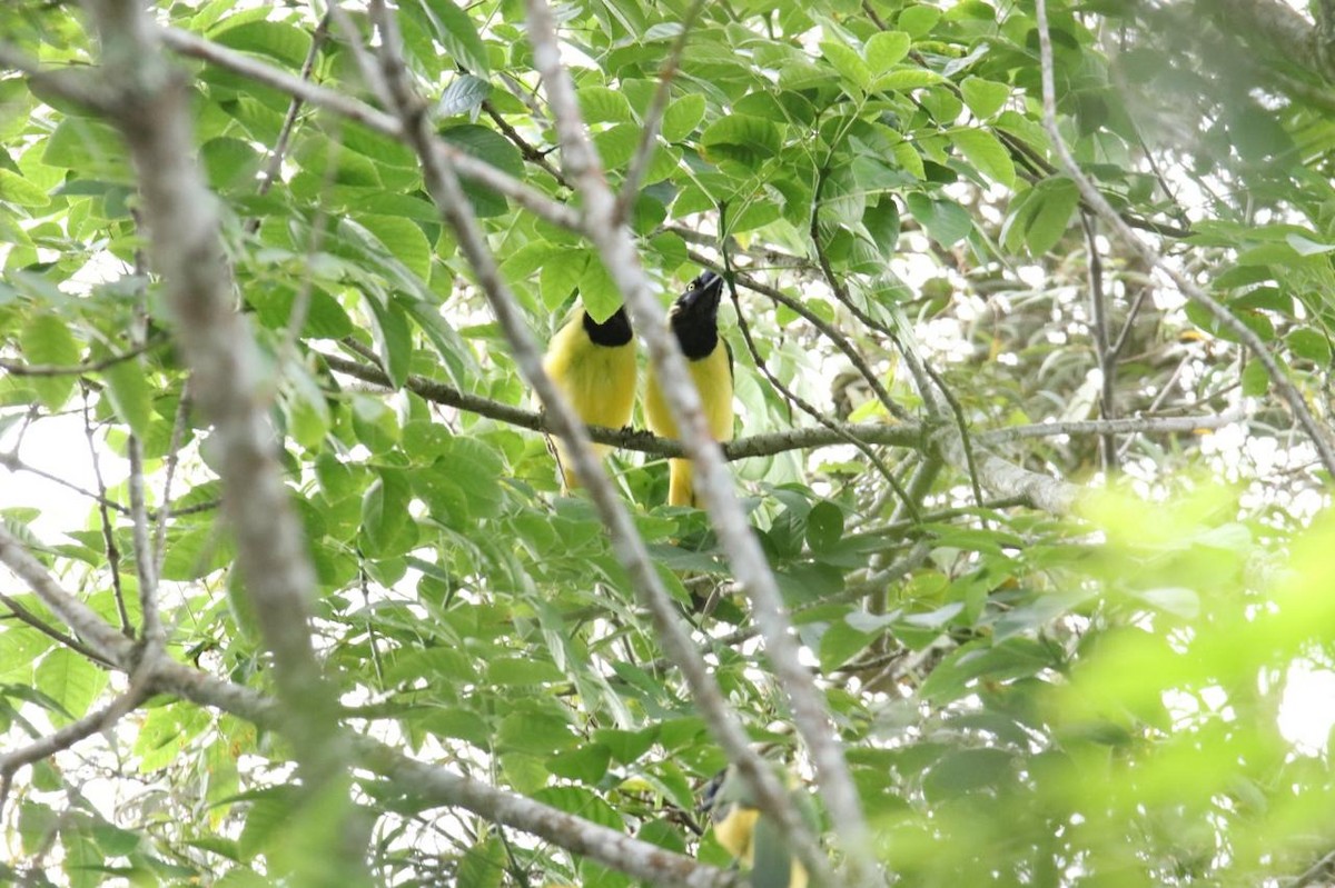 Green Jay - ML624254683