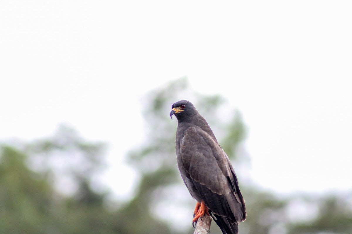 Snail Kite - ML624254684