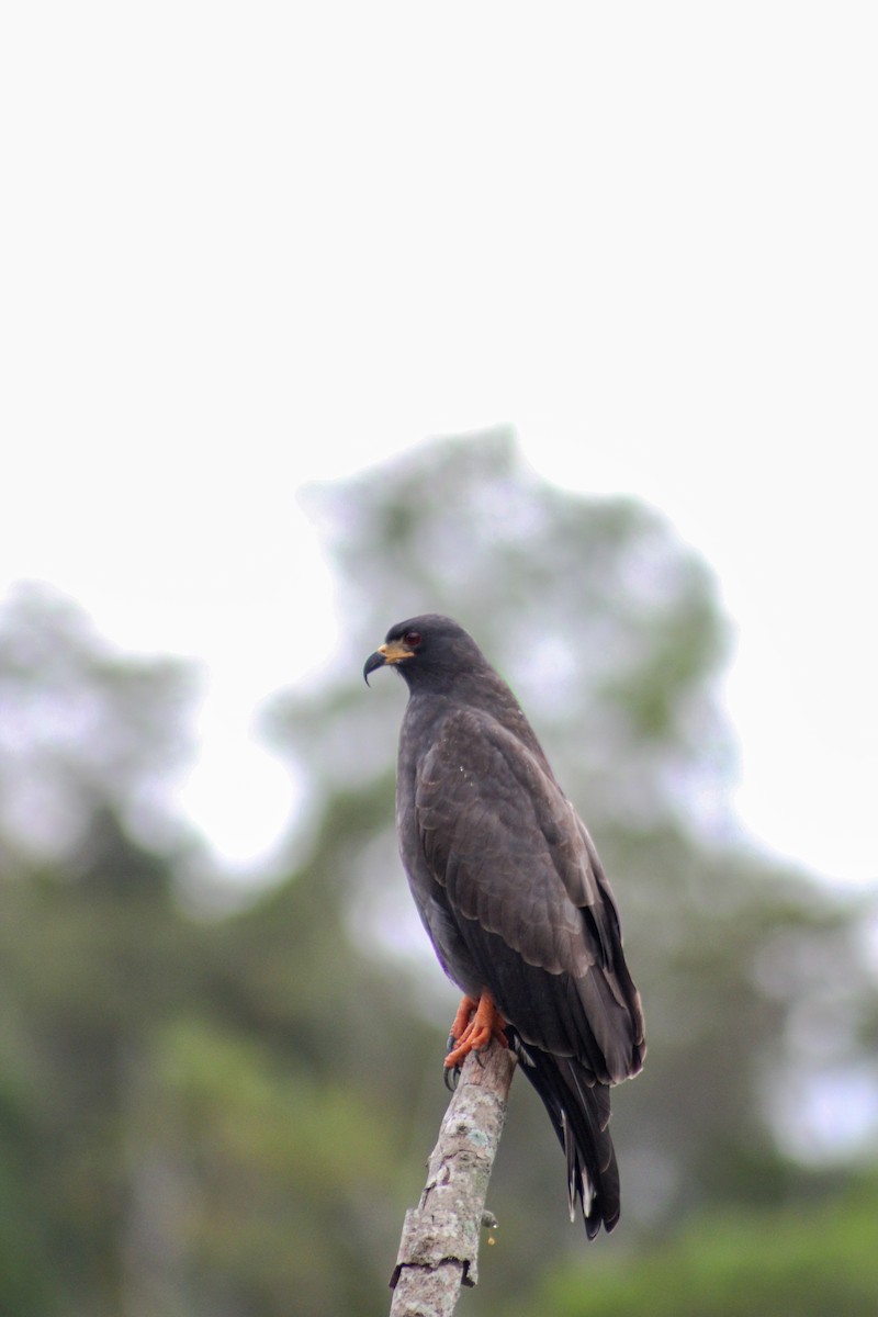 Snail Kite - Gabriel Almeida