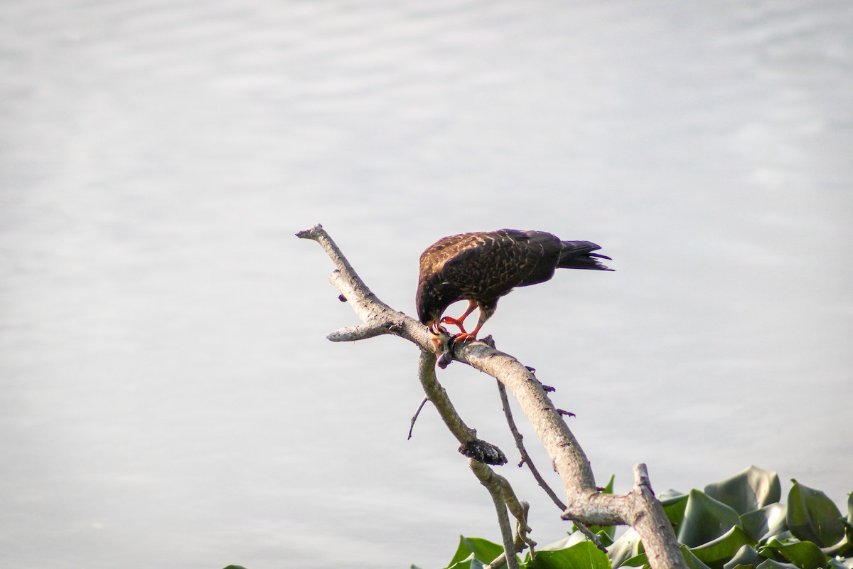 Snail Kite - ML624254686