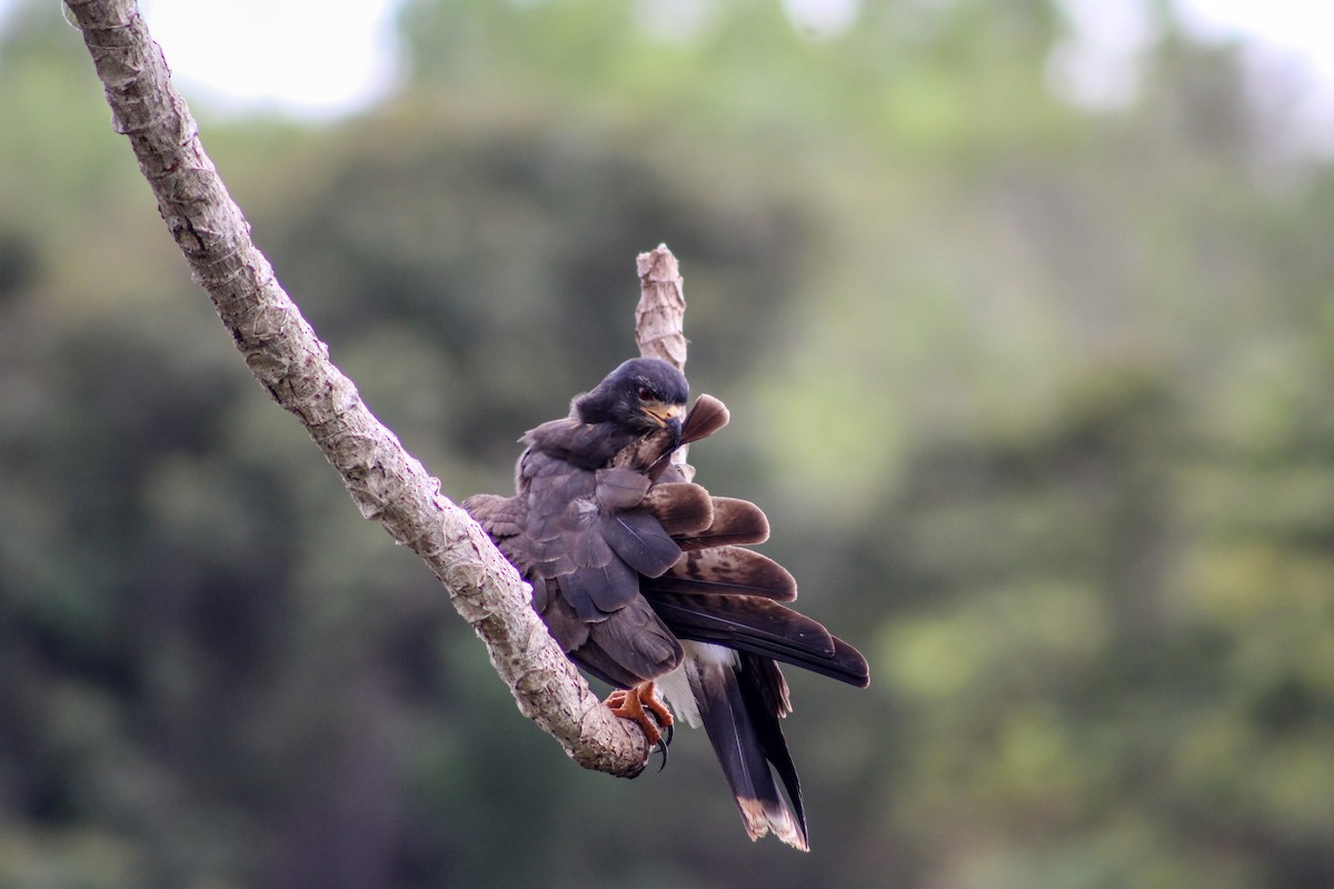 Snail Kite - ML624254687