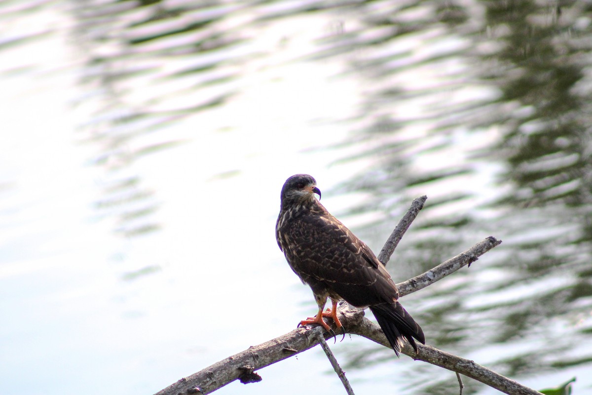 Snail Kite - ML624254688