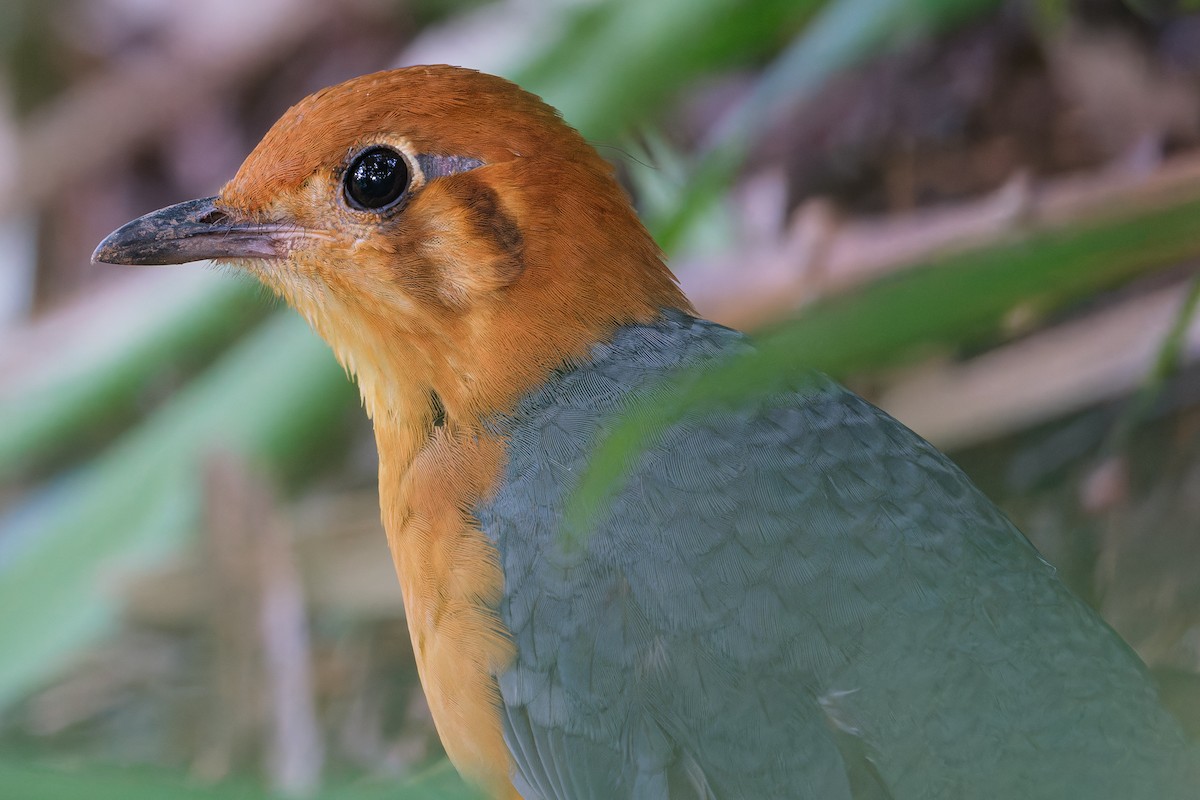 Orange-headed Thrush (Buff-throated) - ML624254690