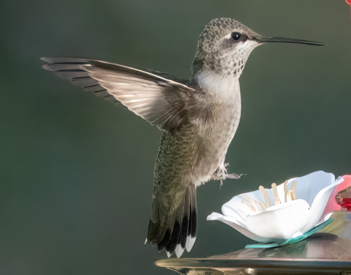 Black-chinned Hummingbird - ML624254728