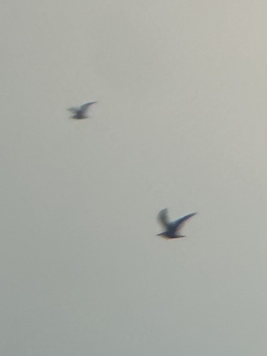 tanımsız Aves sp. - ML624254756