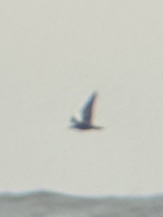 птица sp. - ML624254759