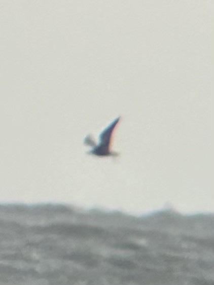 tanımsız Aves sp. - ML624254760