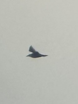 tanımsız Aves sp. - ML624254762