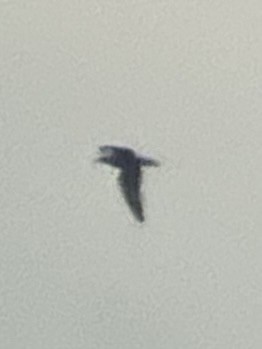 tanımsız Aves sp. - ML624254763