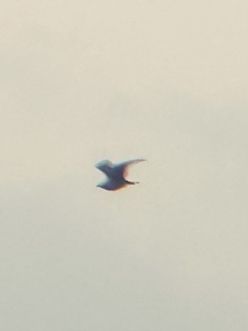 tanımsız Aves sp. - ML624254765