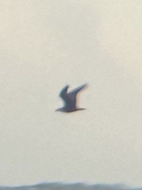 Шувуу - ML624254766