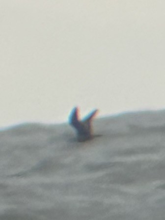 Шувуу - ML624254767