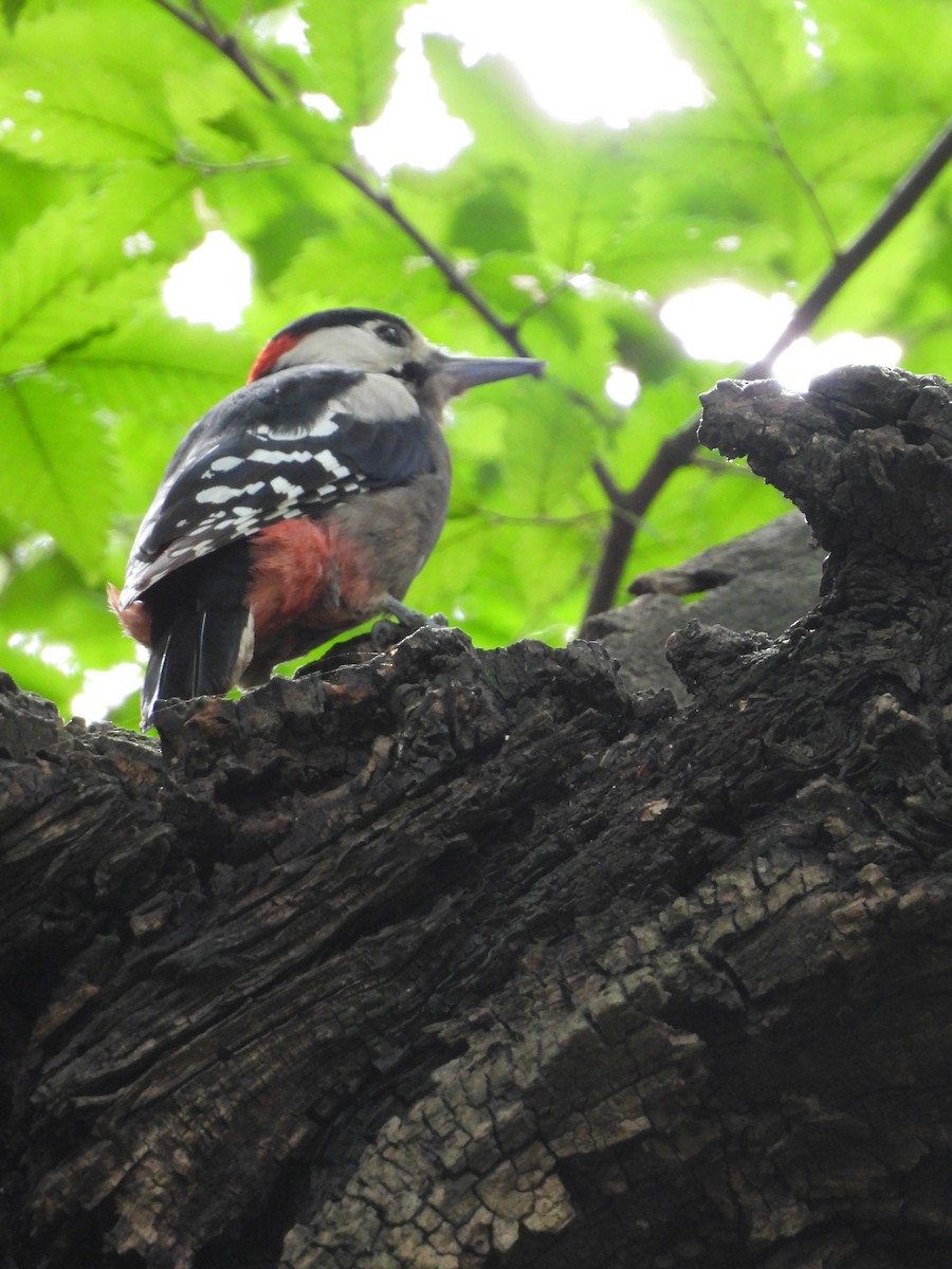 Great Spotted Woodpecker - ML624254791