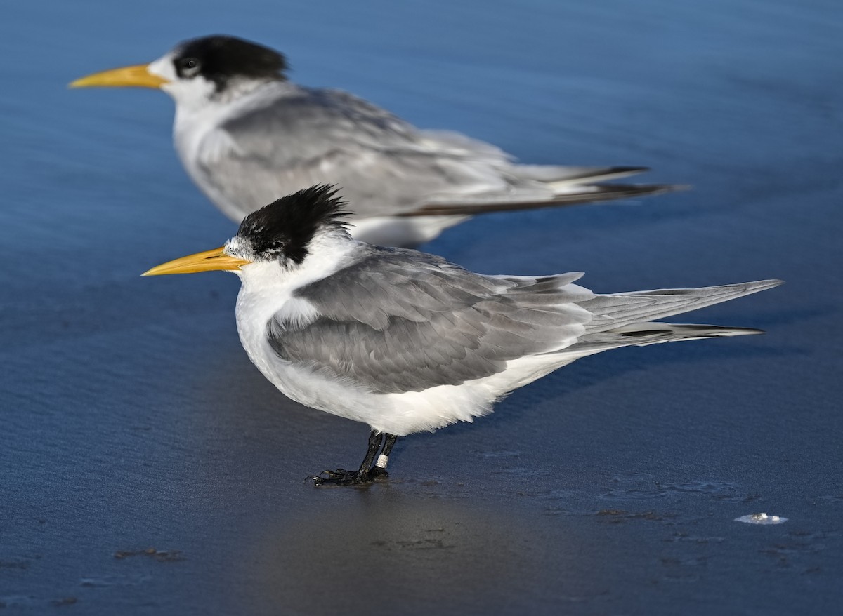 Great Crested Tern - ML624254797