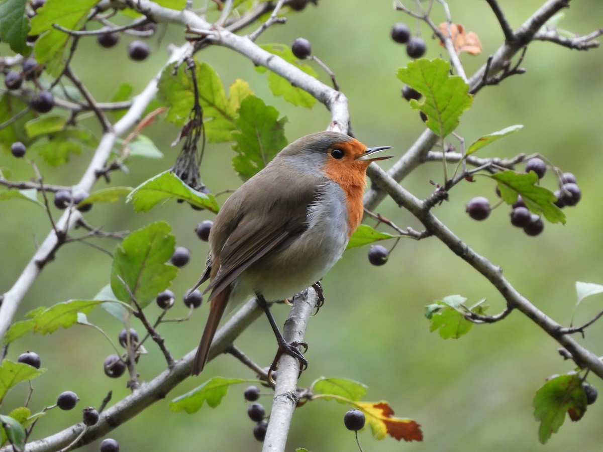 European Robin - ML624254836