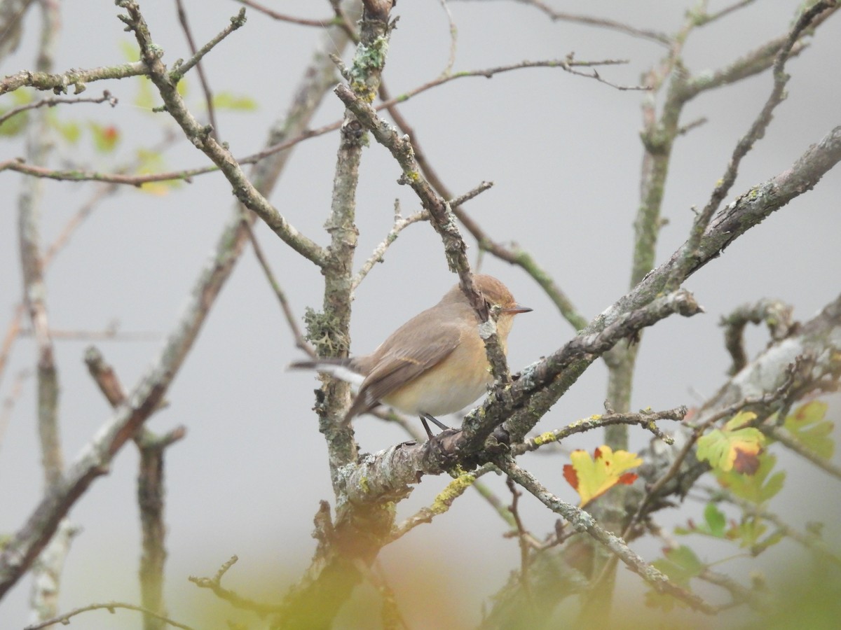 Red-breasted Flycatcher - ML624254861