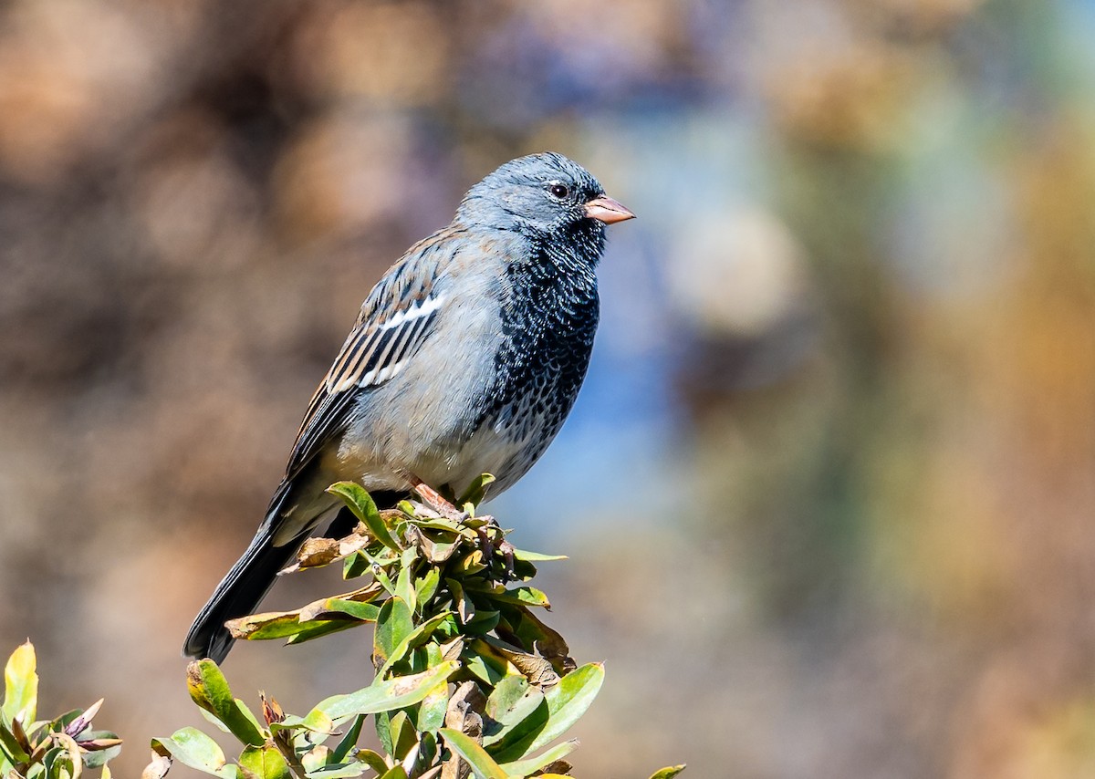 Mourning Sierra Finch - ML624254880