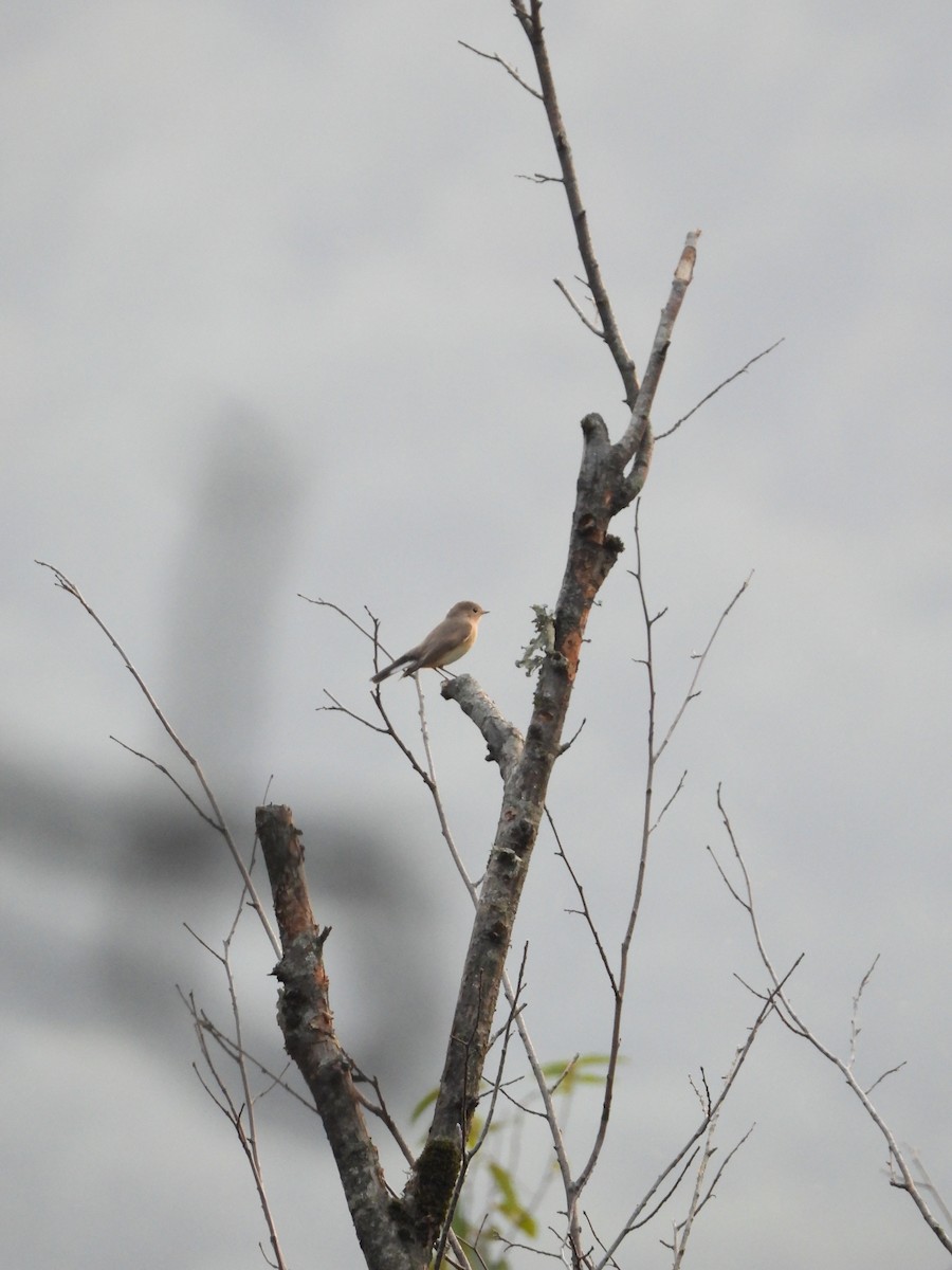 Red-breasted Flycatcher - ML624254883