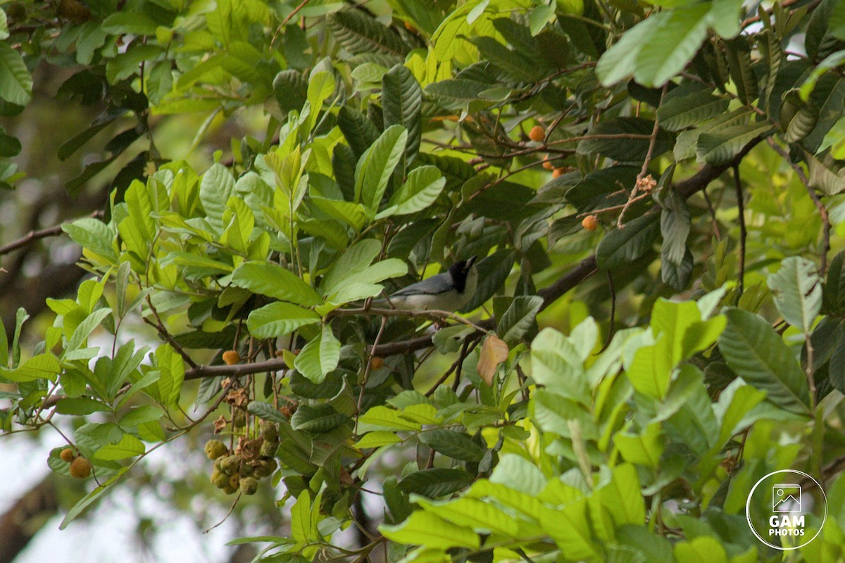 Hooded Tanager - ML624254952