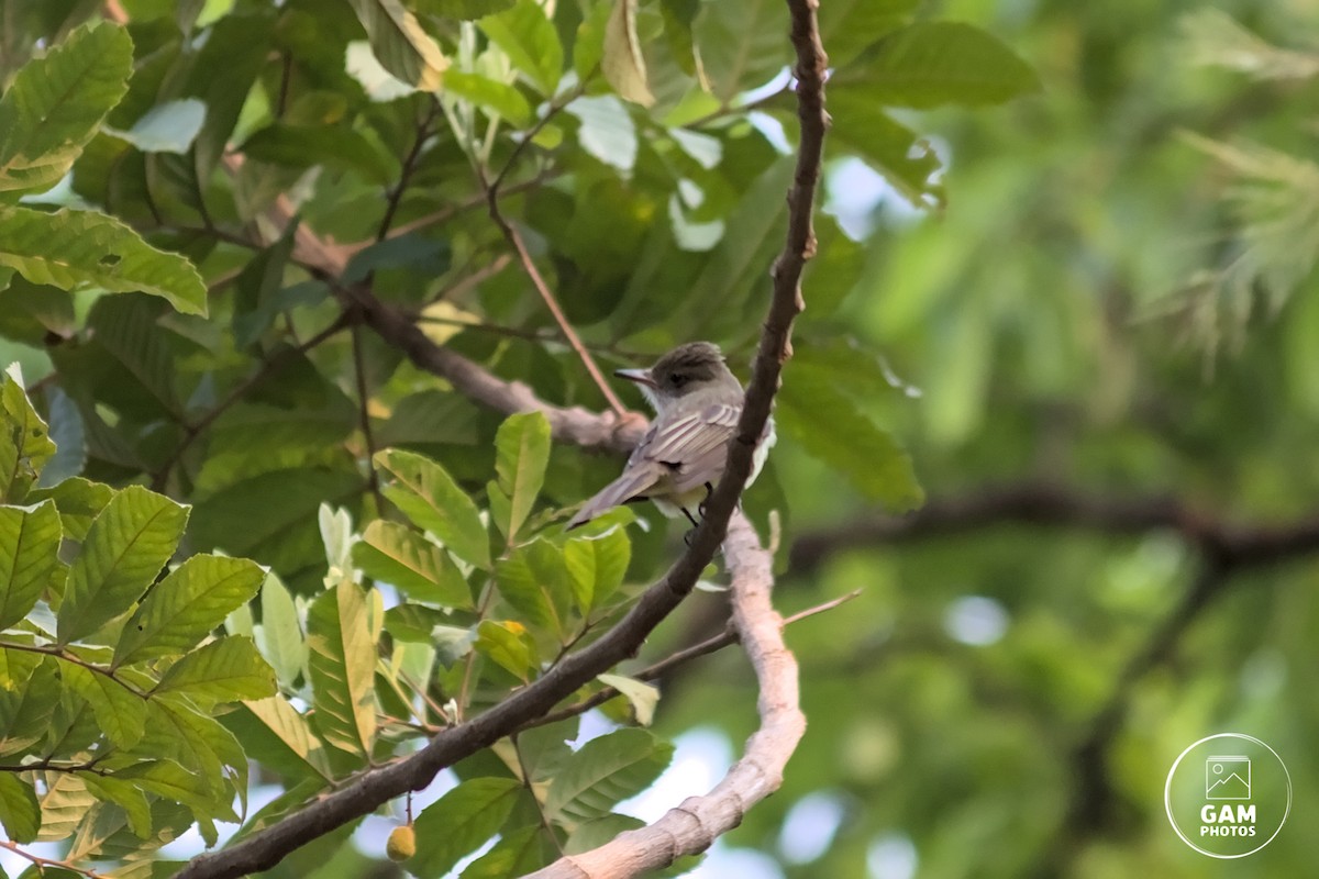 Swainson's Flycatcher - ML624254964